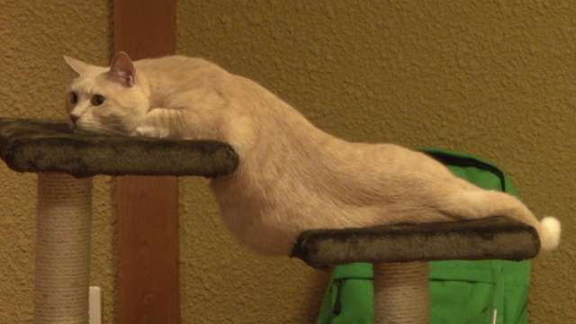 なぜそこに！？と思う猫画像