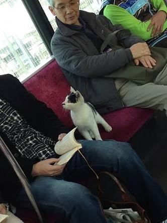 なぜそこに！？と思う猫画像