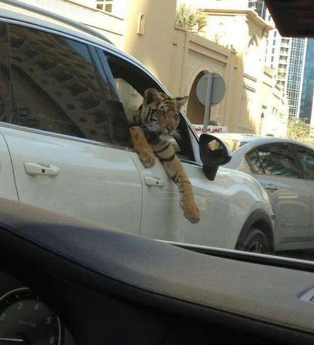 なぜそこに！？と思う猫画像