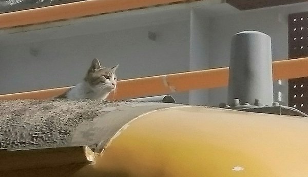 なぜそこに！？と思う猫画像