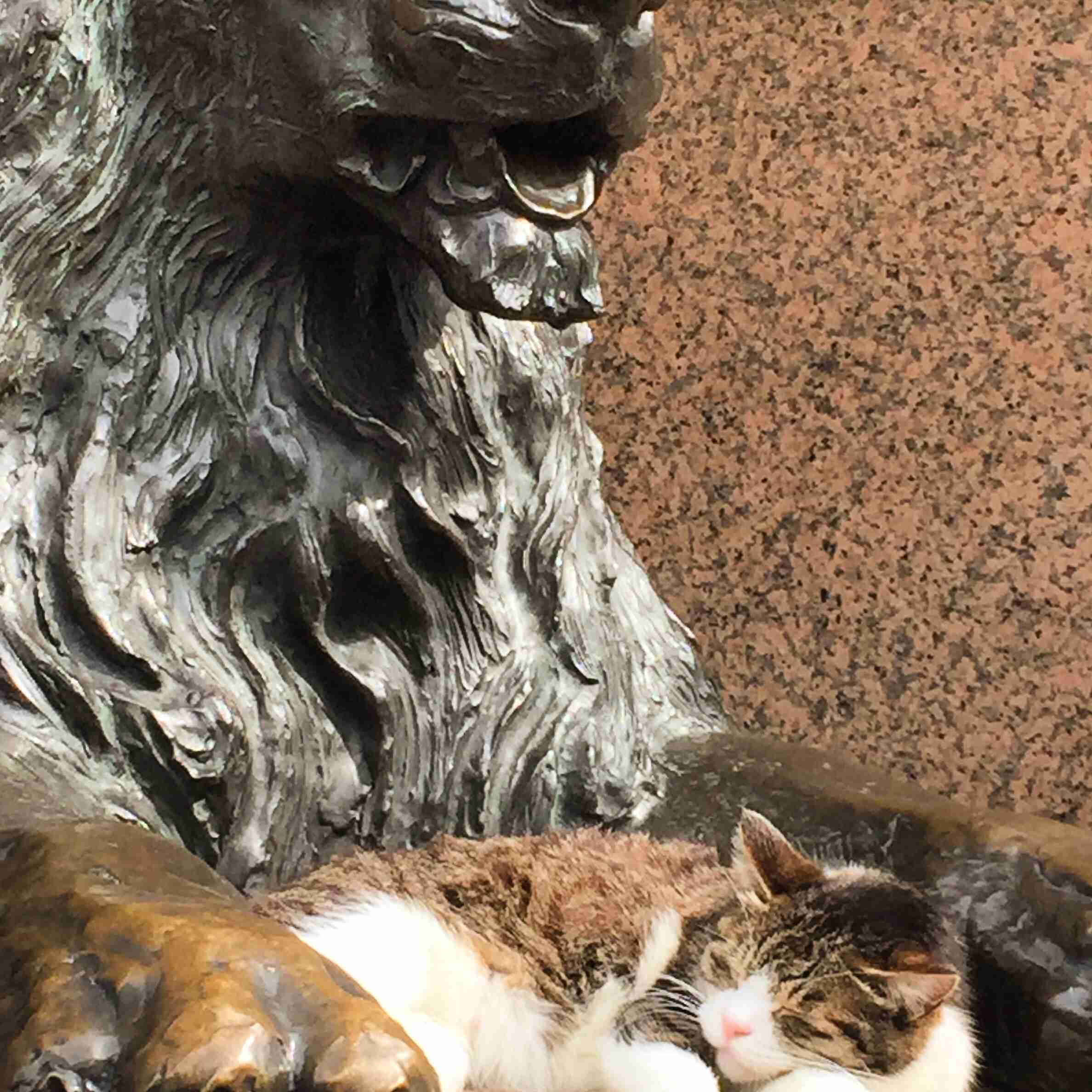 なぜそこに！？と思う猫画像