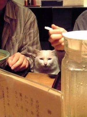 なぜそこに！？と思う猫画像