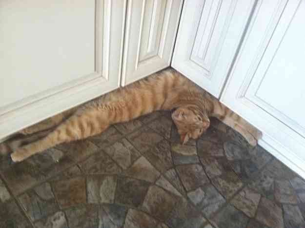 なぜそこに！？と思う猫画像