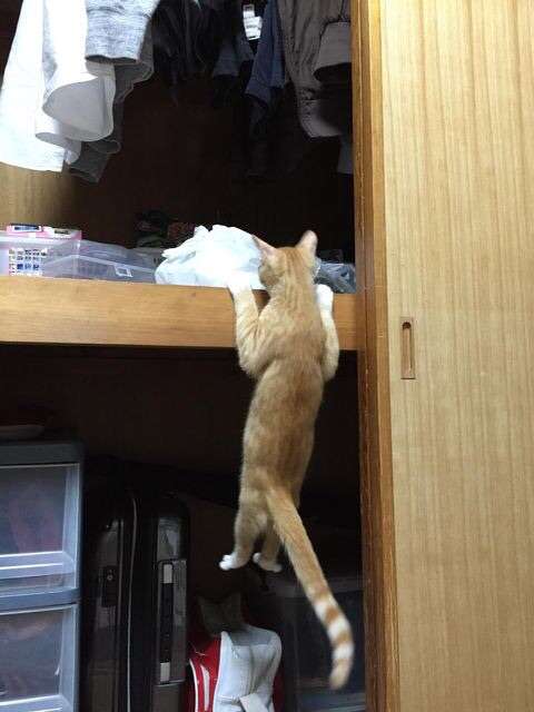 なぜそこに！？と思う猫画像