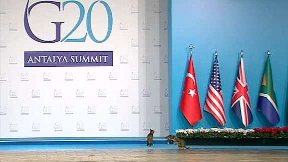 なぜそこに！？と思う猫画像