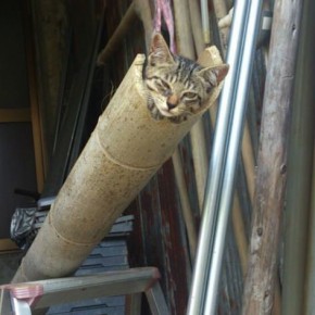 なぜそこに！？と思う猫画像