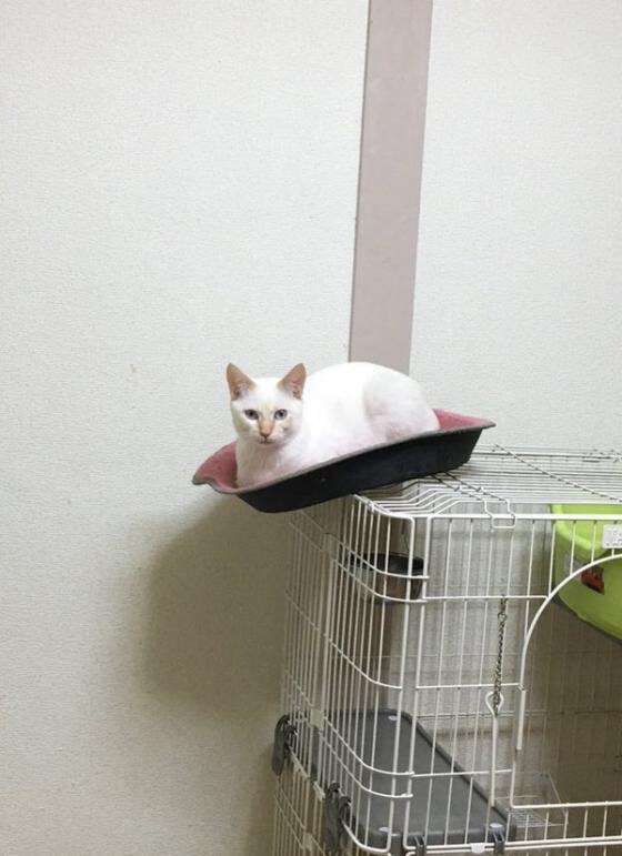 なぜそこに！？と思う猫画像