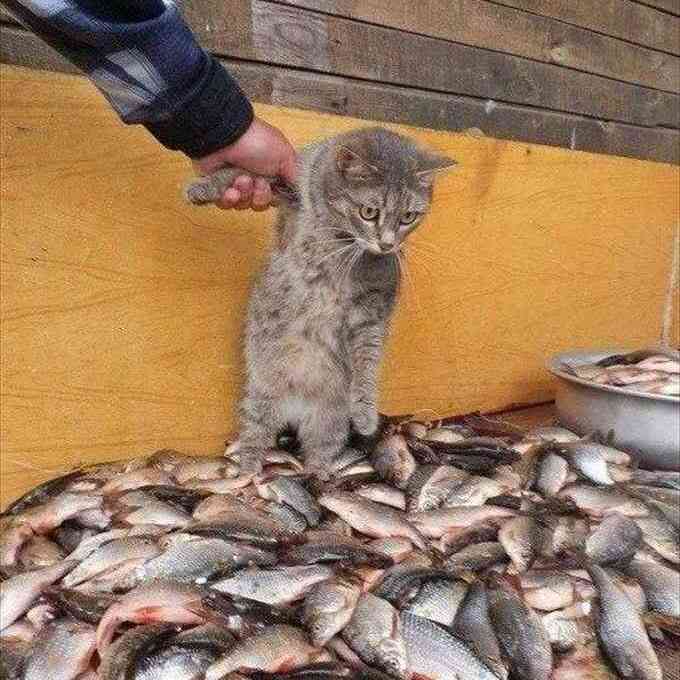 なぜそこに！？と思う猫画像