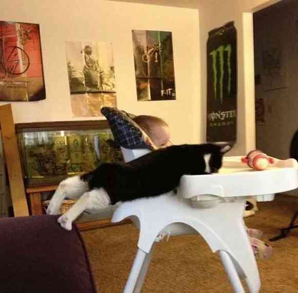 なぜそこに！？と思う猫画像