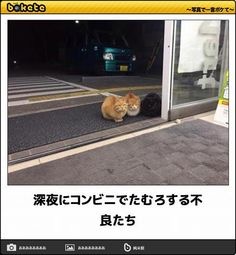 なぜそこに！？と思う猫画像