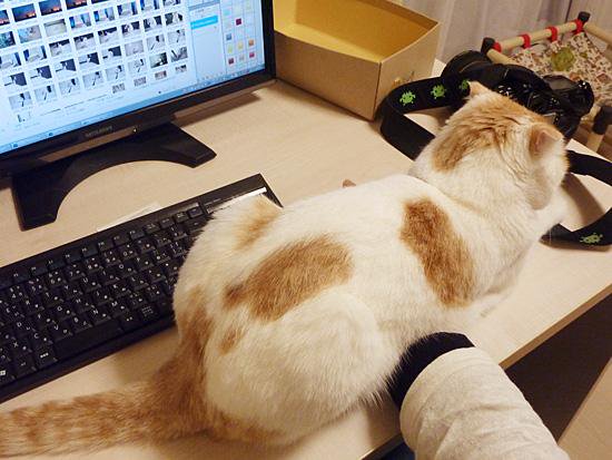 なぜそこに！？と思う猫画像