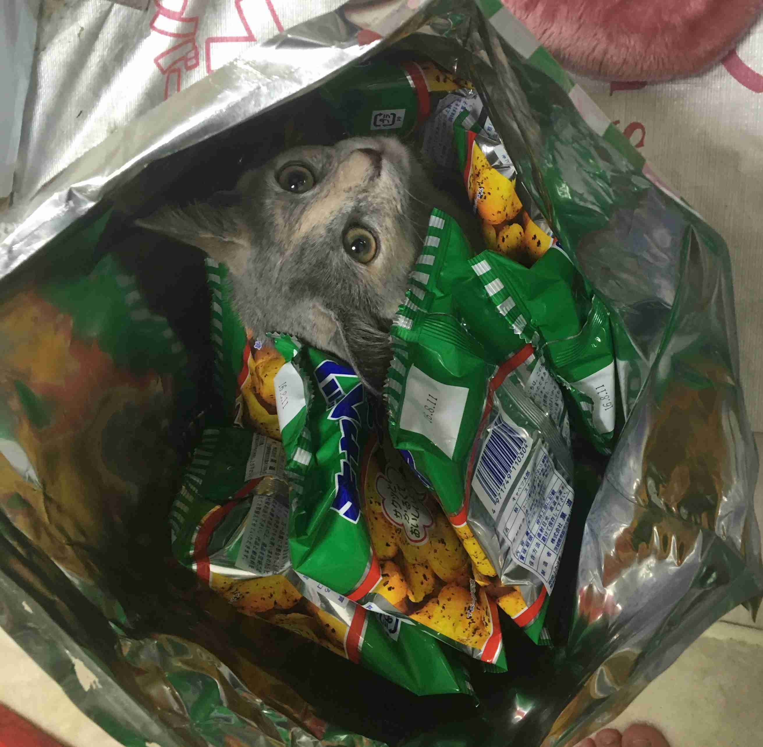 なぜそこに！？と思う猫画像