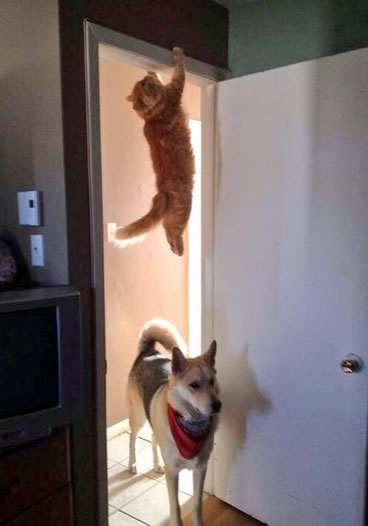 なぜそこに！？と思う猫画像