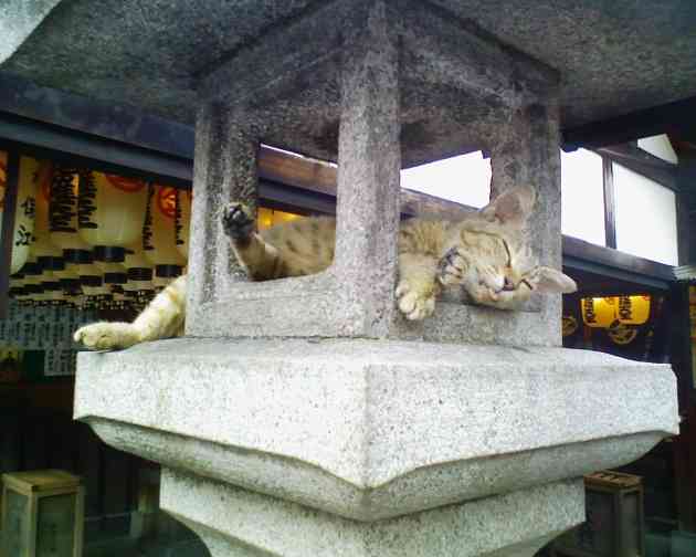 なぜそこに！？と思う猫画像