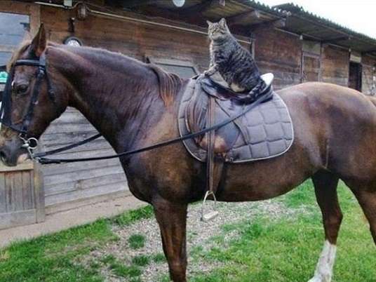 なぜそこに！？と思う猫画像