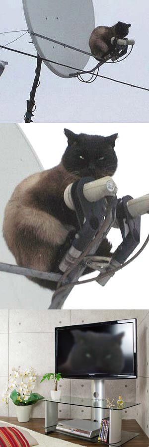 なぜそこに！？と思う猫画像