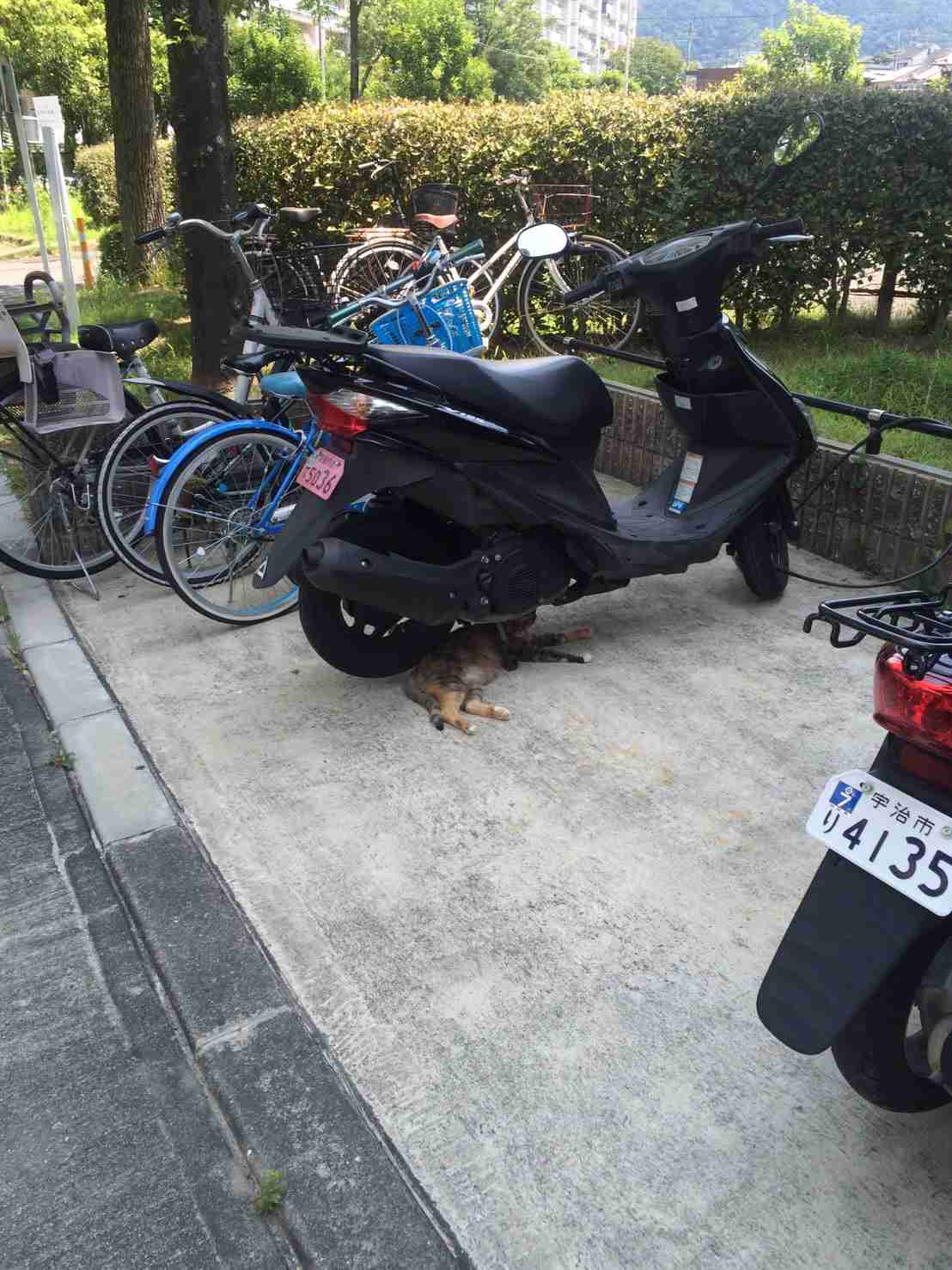 なぜそこに！？と思う猫画像