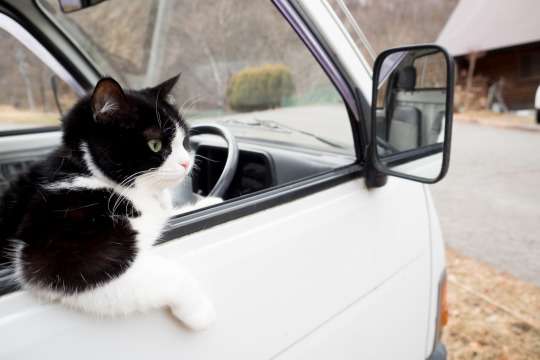 なぜそこに！？と思う猫画像