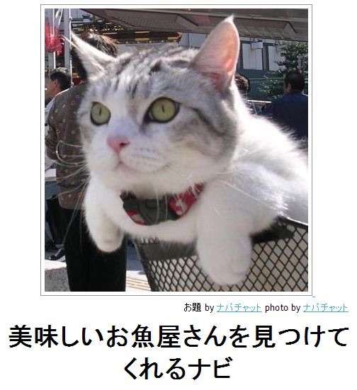 なぜそこに！？と思う猫画像
