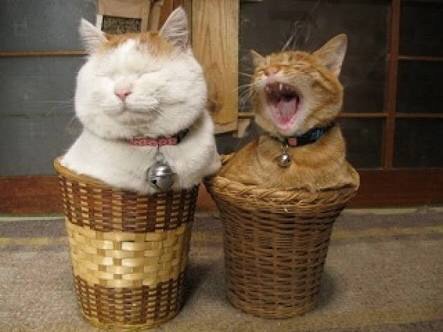 なぜそこに！？と思う猫画像