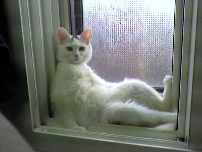 なぜそこに！？と思う猫画像