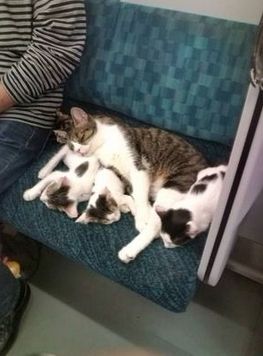 なぜそこに！？と思う猫画像