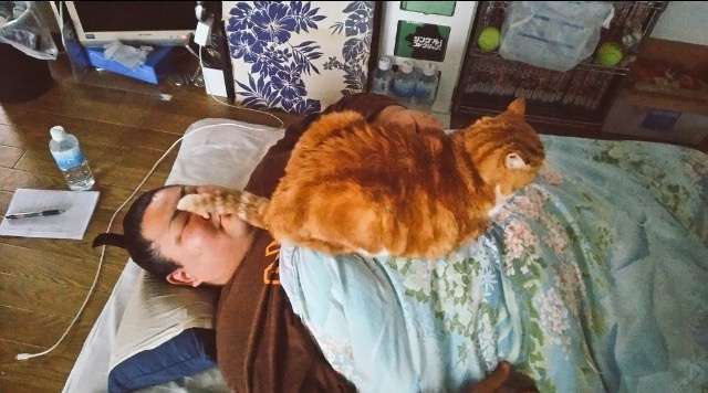 なぜそこに！？と思う猫画像