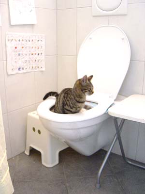 なぜそこに！？と思う猫画像