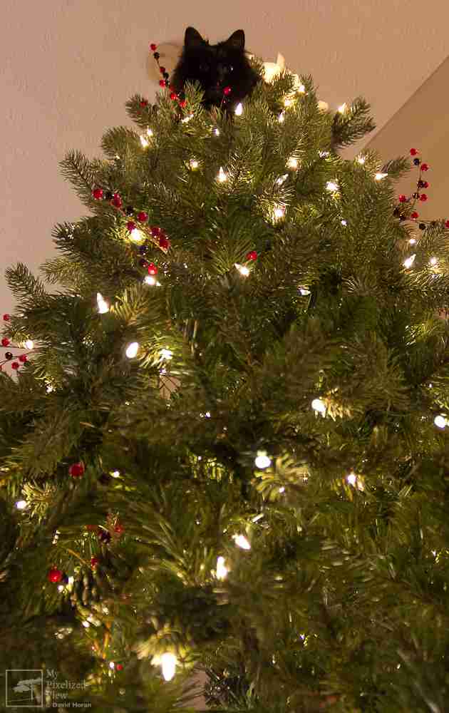 なぜそこに！？と思う猫画像