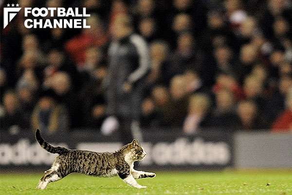 なぜそこに！？と思う猫画像