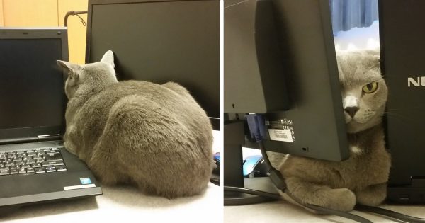 なぜそこに！？と思う猫画像