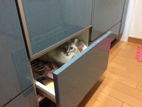 なぜそこに！？と思う猫画像