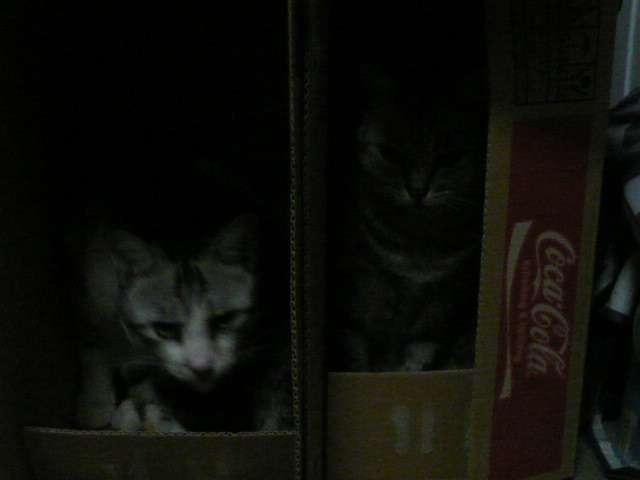 なぜそこに！？と思う猫画像