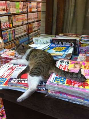 なぜそこに！？と思う猫画像