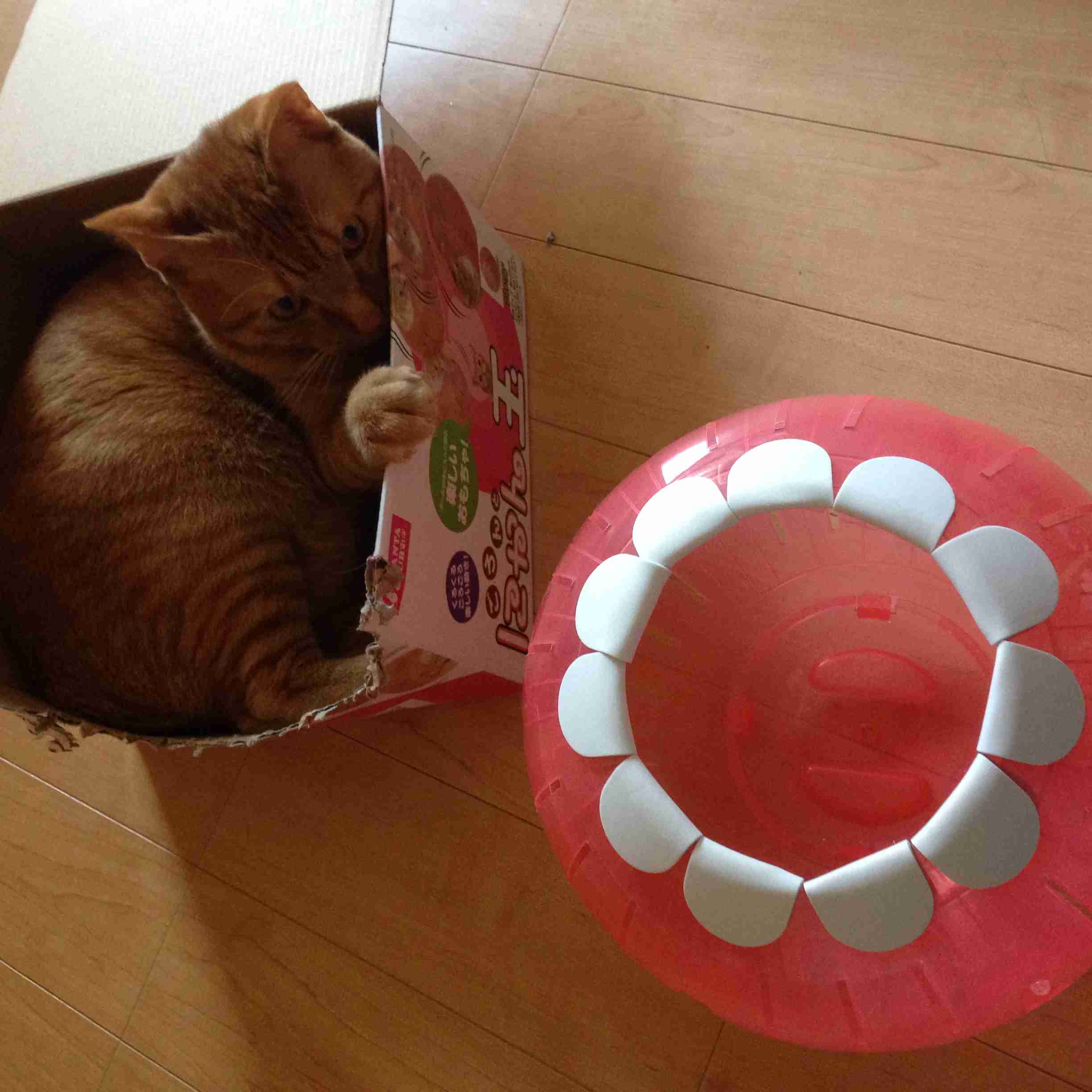 なぜそこに！？と思う猫画像