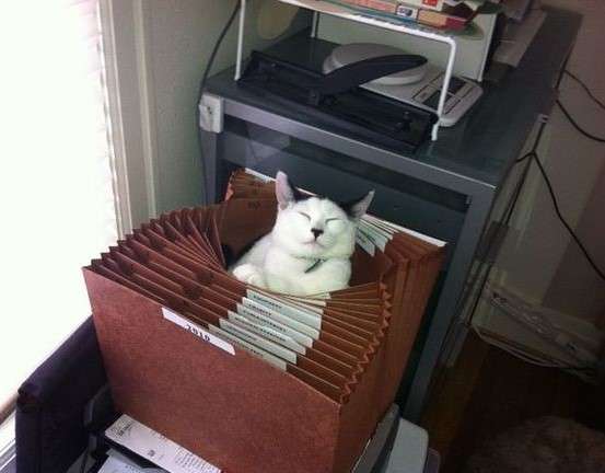 なぜそこに！？と思う猫画像