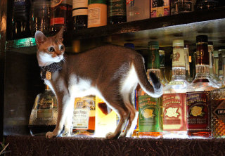 なぜそこに！？と思う猫画像