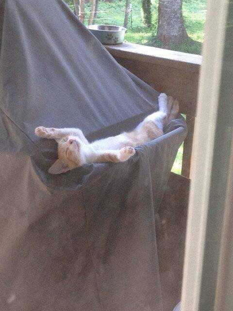 なぜそこに！？と思う猫画像