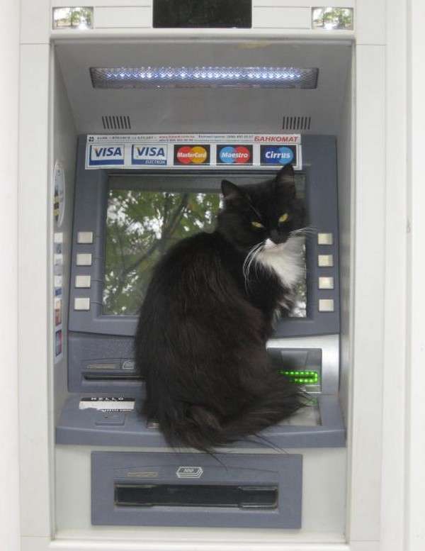 なぜそこに！？と思う猫画像