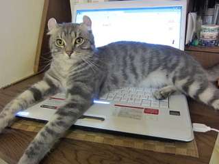 なぜそこに！？と思う猫画像