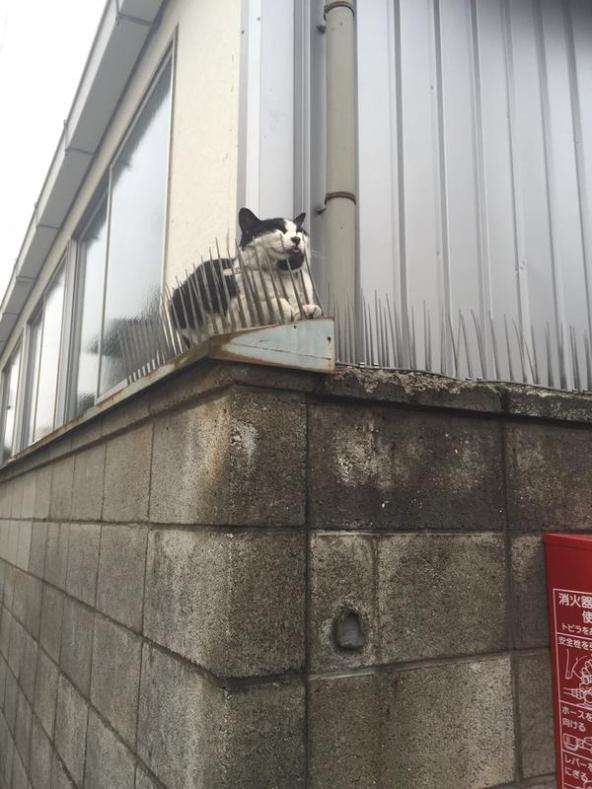 なぜそこに！？と思う猫画像