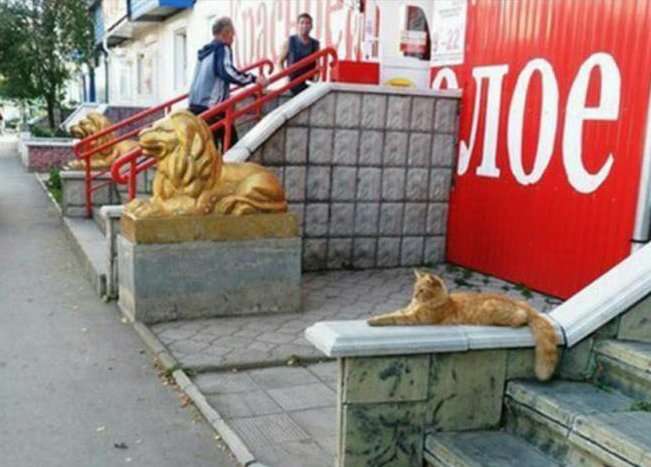 なぜそこに！？と思う猫画像