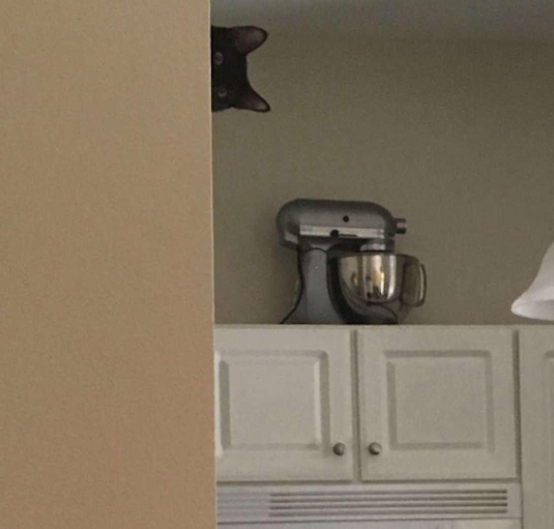 なぜそこに！？と思う猫画像