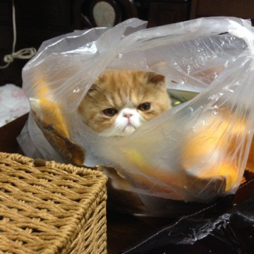 なぜそこに！？と思う猫画像