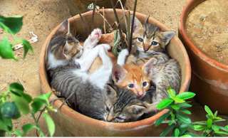 なぜそこに！？と思う猫画像