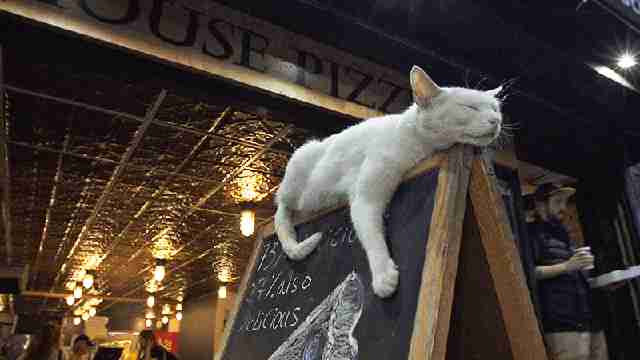 なぜそこに！？と思う猫画像