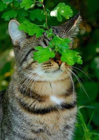 なぜそこに！？と思う猫画像