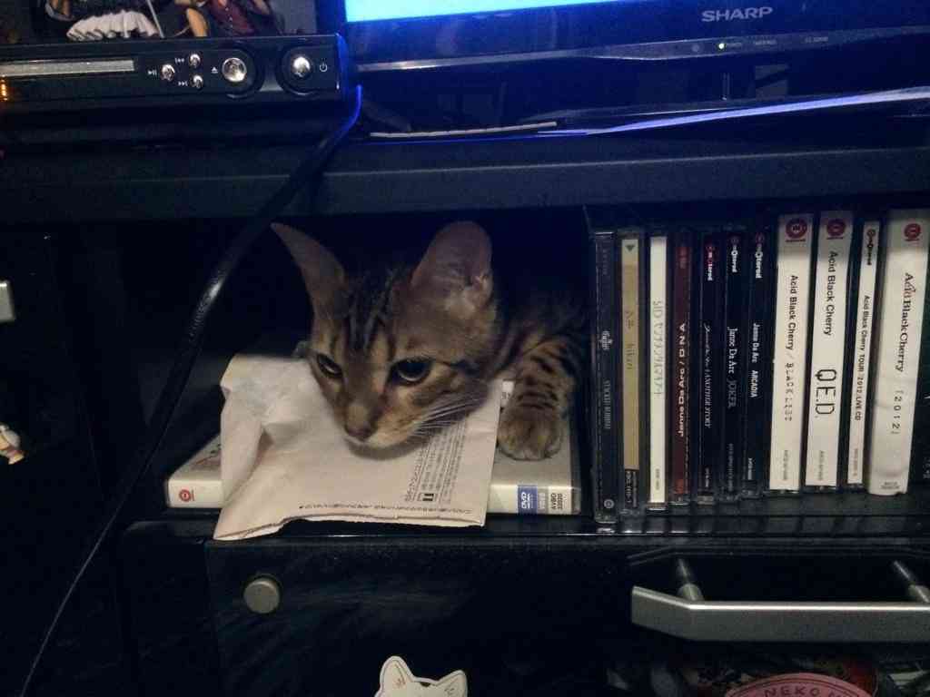 なぜそこに！？と思う猫画像