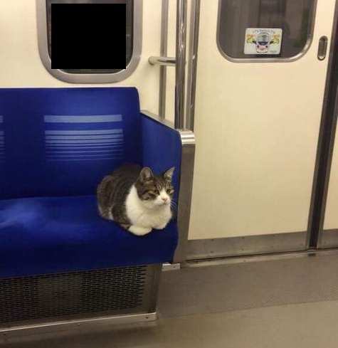 なぜそこに！？と思う猫画像