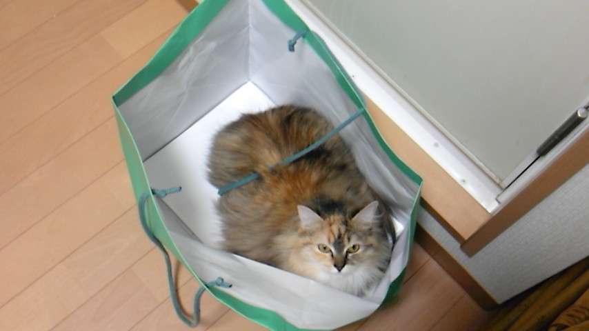 なぜそこに！？と思う猫画像